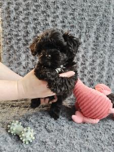 ✨ Zauberhafte Bolonka Zwetna Rüden – liebevoll aufgezogen, bestens sozialisiert | 4 Welpen verfügbar ✨