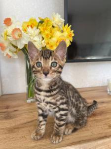 Bengal kitten mit Stammbaum