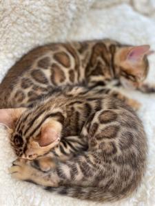 Bengal kitten mit Stammbaum