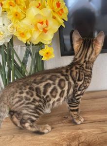 Bengal kitten mit Stammbaum