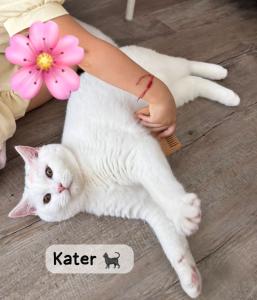 BKH paar Katze und Kater suchen ein liebevolles Zuhause