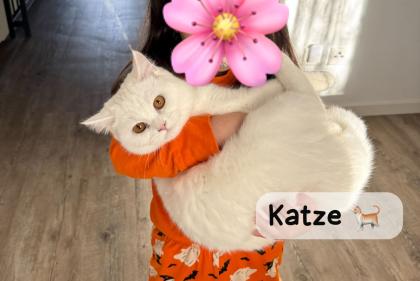 BKH paar Katze und Kater suchen ein liebevolles Zuhause