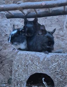 Degus mit Käfig / Buddelkiste