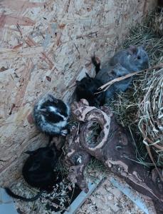 Degus mit Käfig / Buddelkiste