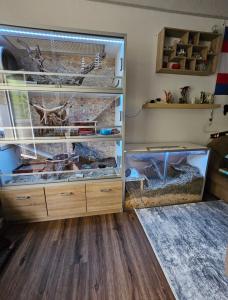 Degus mit Käfig / Buddelkiste