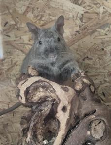 Degus mit Käfig / Buddelkiste