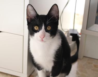 Frappé & Latte – Zwei kleine Seelen suchen ihr großes Glück  (Nur zusammen / Wohnungshaltung)