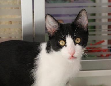 Frappé & Latte – Zwei kleine Seelen suchen ihr großes Glück  (Nur zusammen / Wohnungshaltung)