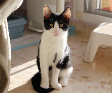 Frappé & Latte – Zwei kleine Seelen suchen ihr großes Glück  (Nur zusammen / Wohnungshaltung)