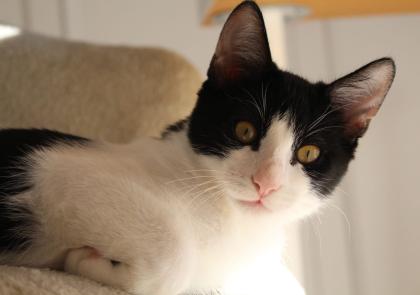 Frappé & Latte – Zwei kleine Seelen suchen ihr großes Glück  (Nur zusammen / Wohnungshaltung)