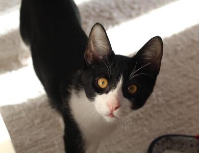 Frappé & Latte – Zwei kleine Seelen suchen ihr großes Glück  (Nur zusammen / Wohnungshaltung)