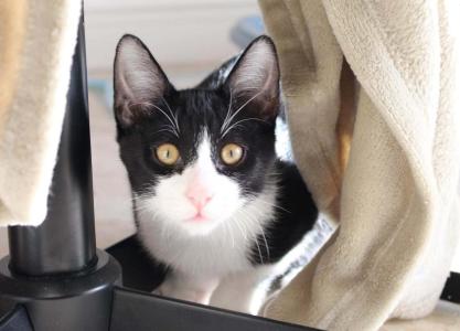 Frappé & Latte – Zwei kleine Seelen suchen ihr großes Glück  (Nur zusammen / Wohnungshaltung)