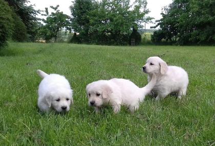 Golden Retriever Babys in bestes Endzuhause abzugeben