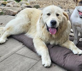 Golden-Retriever Pyrenäenberghund Mix abzugeben