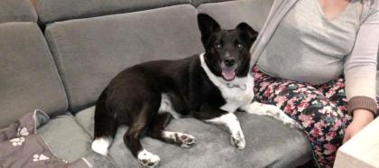 HOLLY – Power im Herzen, Kuscheln im Blut