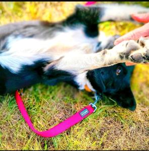 HOLLY – Power im Herzen, Kuscheln im Blut