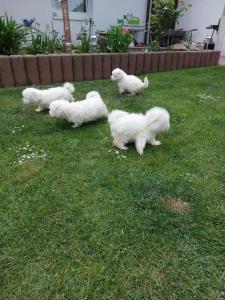 Malteserwelpen, reinrassig,