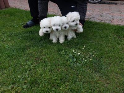 Malteserwelpen, reinrassig,