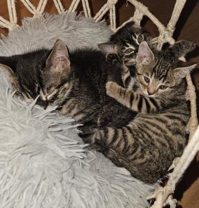 Rassemixkitten Bengal x blue Bkh