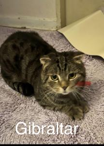 Scottish Fold Kater 9 Monate