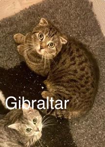 Scottish Fold Kater 9 Monate