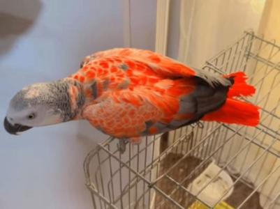 Suche graupapagei weiße Kralle rote Feder Merkmale