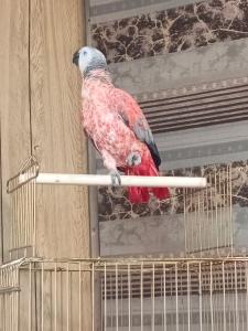 Suche graupapagei weiße Kralle rote Feder Merkmale