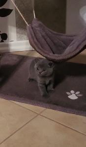 6 Katzenbabys zu verkaufen ! 3 Weiße und 3 Graue Katzenbabys haben am 14.09 das Licht der Welt erblickt.