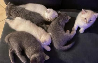 6 Katzenbabys zu verkaufen ! 3 Weiße und 3 Graue Katzenbabys haben am 14.09 das Licht der Welt erblickt.