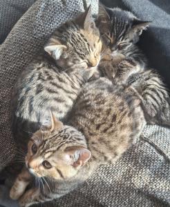 Rassemixkitten Bengal x blue Bkh