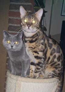 Rassemixkitten Bengal x blue Bkh