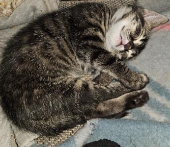 Rassemixkitten Bengal x blue Bkh