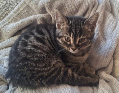 Rassemixkitten Bengal x blue Bkh