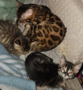 Rassemixkitten Bengal x blue Bkh