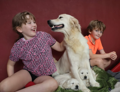 Wunderschöne, reinrassige Golden-Retriever-Welpen (AKC-registriert)