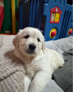 Wunderschöne, reinrassige Golden-Retriever-Welpen (AKC-registriert)