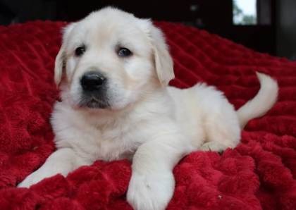 Wunderschöne, reinrassige Golden-Retriever-Welpen (AKC-registriert)