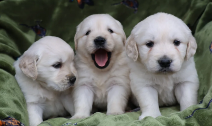 Wunderschöne, reinrassige Golden-Retriever-Welpen (AKC-registriert)