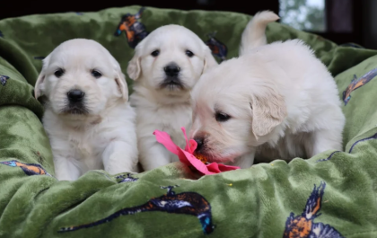 Wunderschöne, reinrassige Golden-Retriever-Welpen (AKC-registriert)