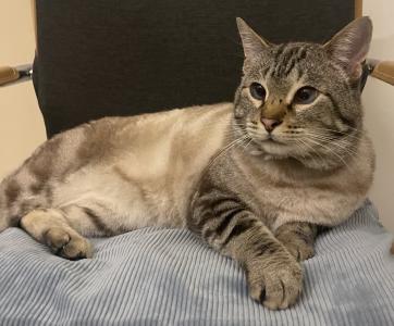 Zauberkater Siam-Mischling Halbalbino