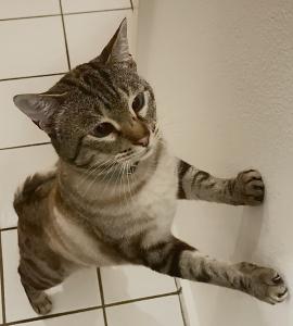 Zauberkater Siam-Mischling Halbalbino