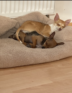 Zuckersüßes Chihuahua Mädchen