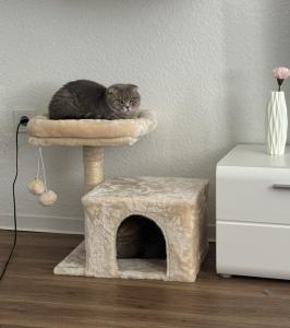 Zwei BKH/SF Mischkatzen suchen ein neues Zuhause