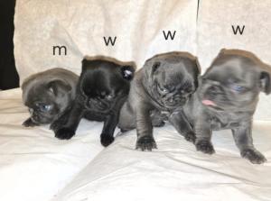 4 wunderschöne Retro Mops Welpen