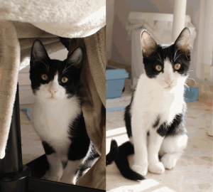 Frappé & Latte – Zwei kleine Seelen suchen ihr großes Glück  (Nur zusammen / Wohnungshaltung)