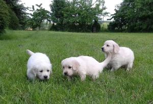 Golden Retriever Babys in bestes Endzuhause abzugeben
