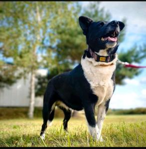 HOLLY – Power im Herzen, Kuscheln im Blut