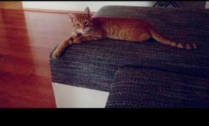 Kater Simba, 17 Wochen alt