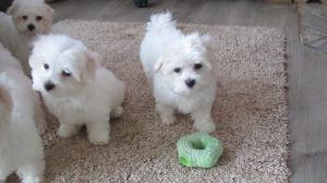 Malteserwelpen, reinrassig,