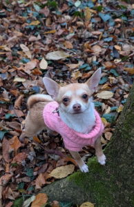 Zuckersüßes Chihuahua Mädchen